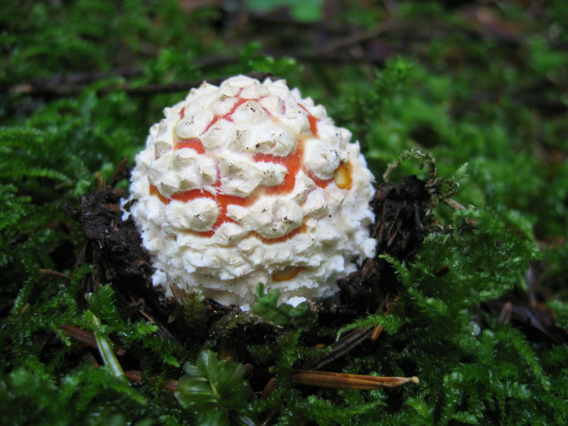 Amanita muscaria variet